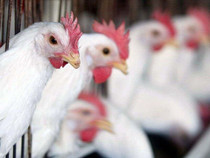 gà chuối chân xanh đá ngày nào gà chuối chân xanh đá ngày nào