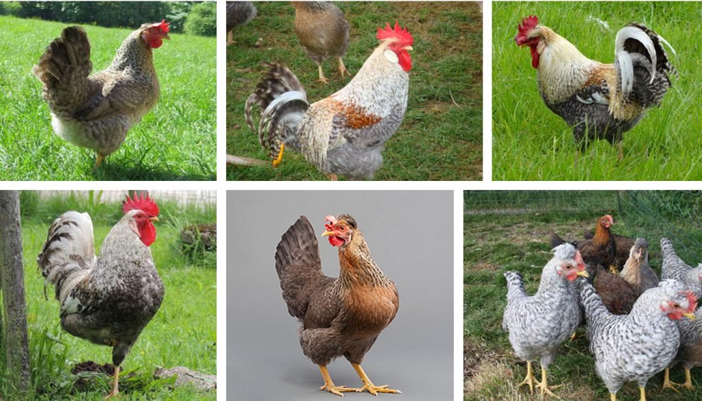 đá gà trực tiếp thomo hôm nay thứ hai đá gà trực tiếp thomo hôm nay thứ hai