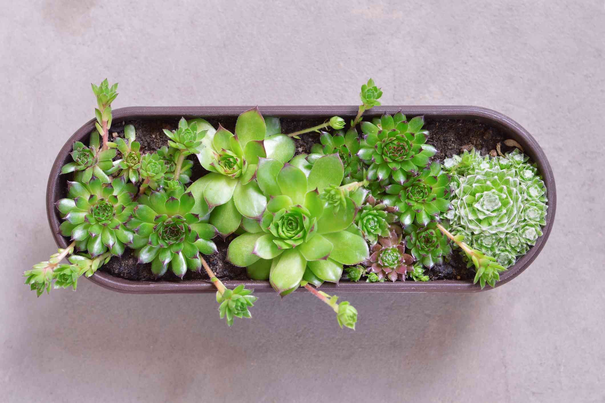 hưng cần thơ bán gà đá mới nhất hưng cần thơ bán gà đá mới nhất