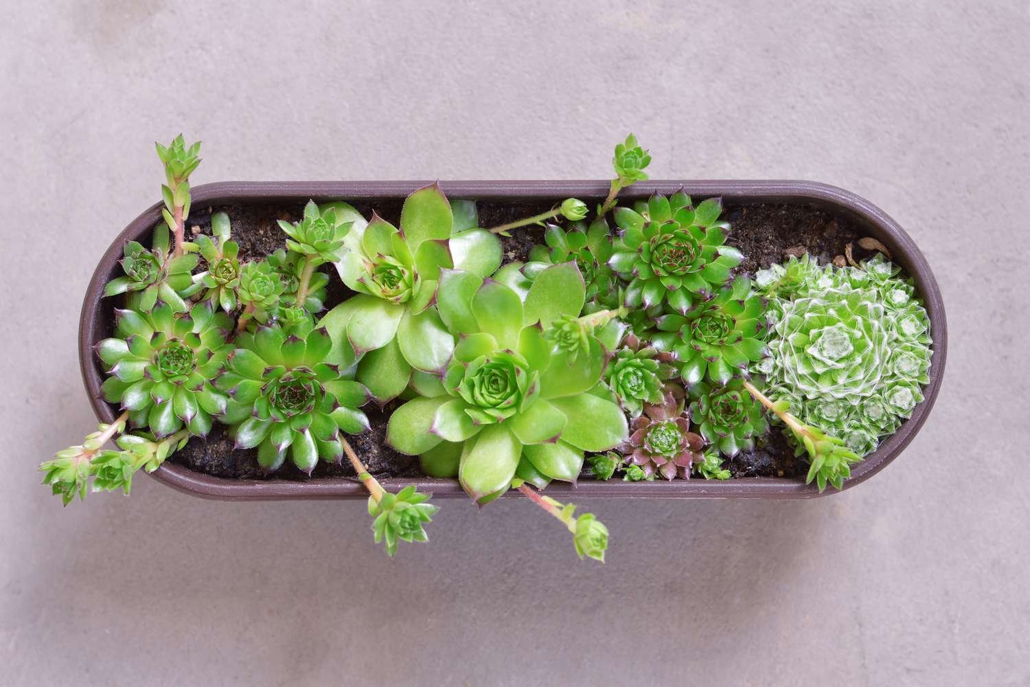 thuốc cho gà đá cựa sắt thuốc cho gà đá cựa sắt