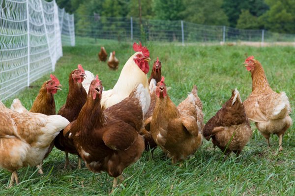 xem màu mạng gà đá cựa sắt xem màu mạng gà đá cựa sắt