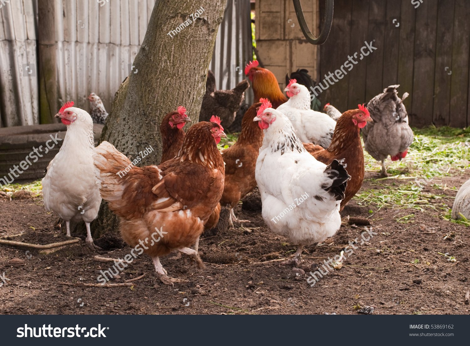 lò làm cựa gà đá lò làm cựa gà đá