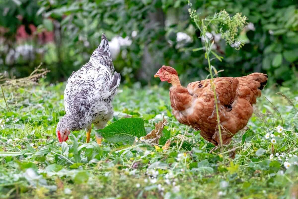 đá gà campuchia tháng 9 năm 2018 đá gà campuchia tháng 9 năm 2018