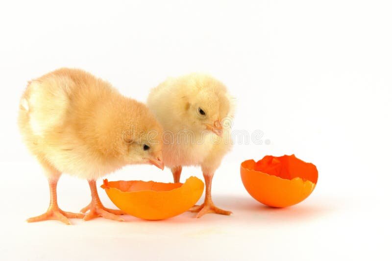 ngày đinh thì đá gà gì ngày đinh thì đá gà gì