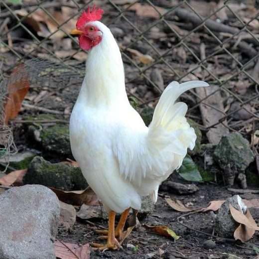 đá gà cựa dao đứt đầu đá gà cựa dao đứt đầu