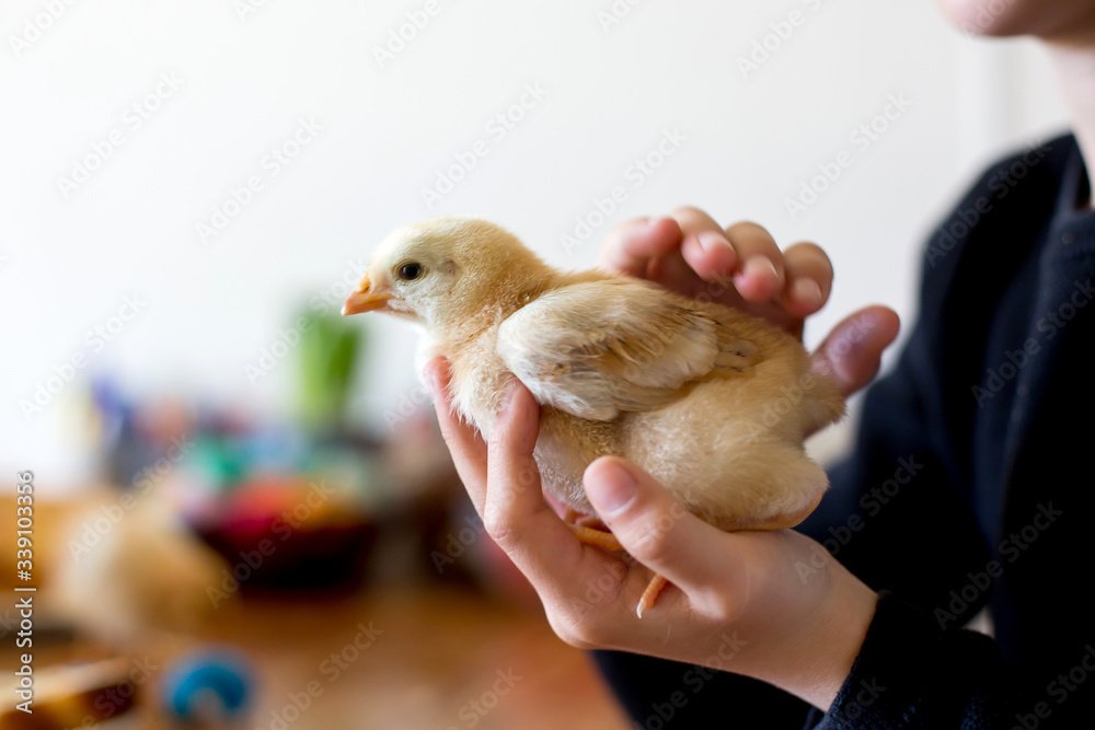 bán gà đá hậu giang bán gà đá hậu giang