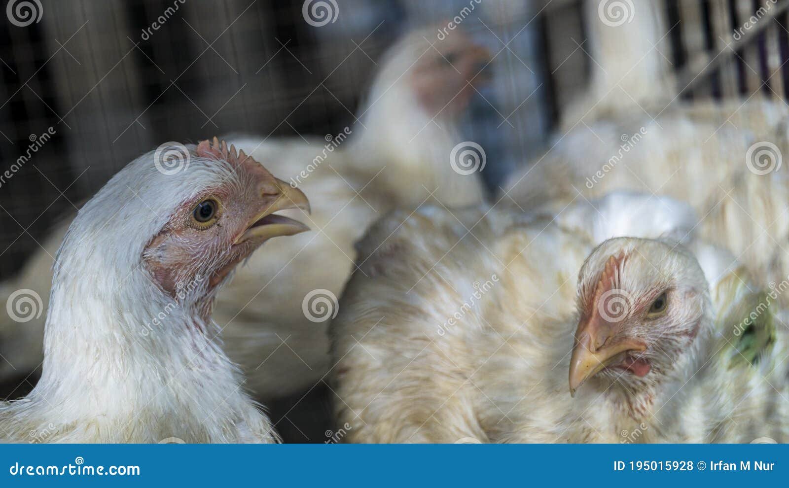 chợ tốt bán gà đá chợ tốt bán gà đá