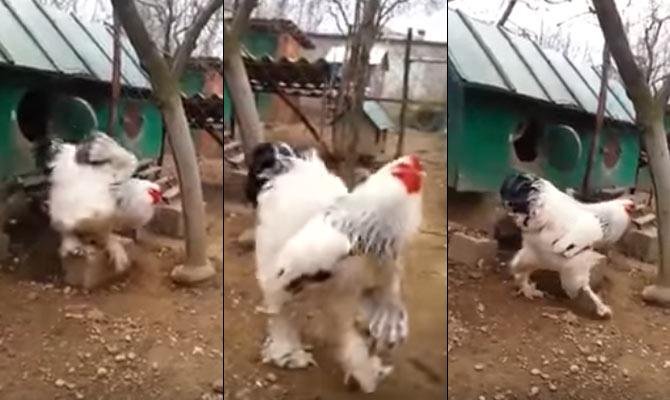 bí kíp xem ngày gà đá bí kíp xem ngày gà đá