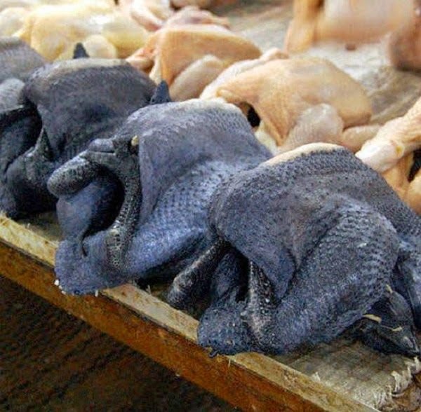 xem đá gà 369 xem đá gà 369