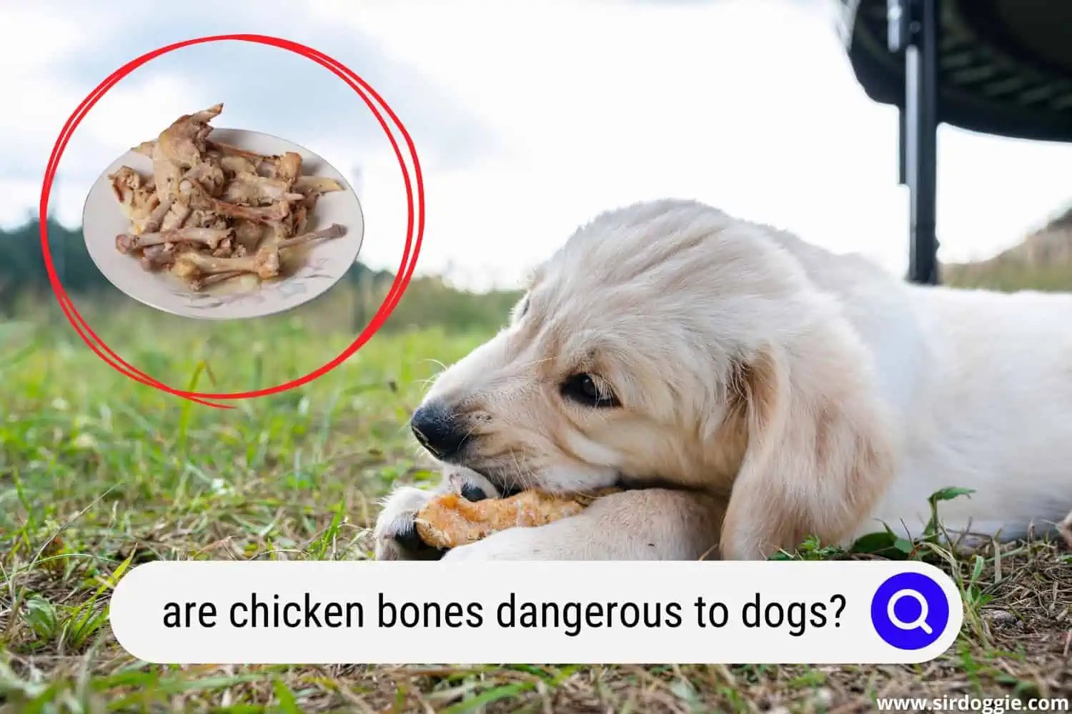 xem ngày đá gà o chuối xem ngày đá gà o chuối