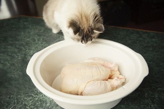 gà đá nặng ký ở tp.hcm gà đá nặng ký ở tp.hcm