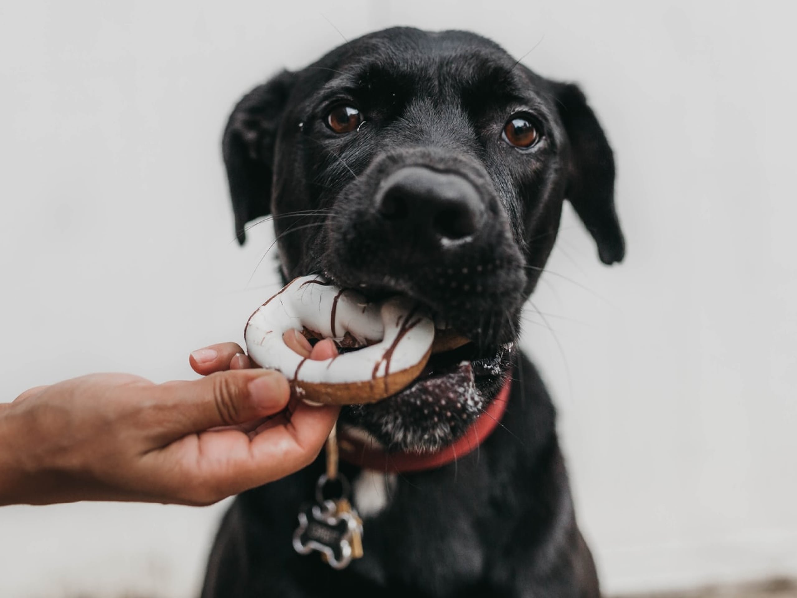 cách vỗ béo cho gà đá