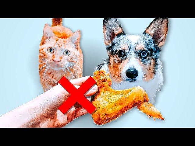 coi cựa gà đá coi cựa gà đá