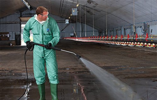 Khám Phá Thú Vị Từ Trận Đấu Gà Tại Đấu Trường Thomo